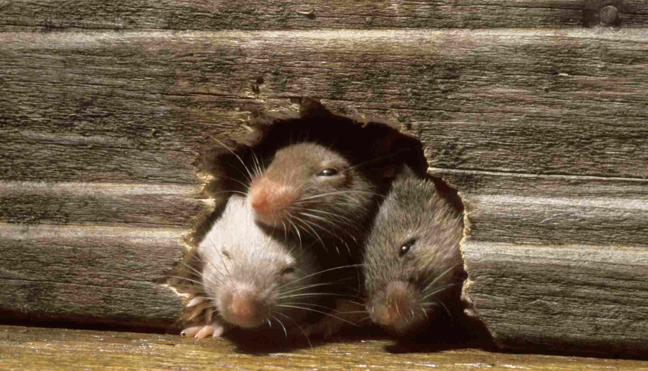 Are Rodents causing you sleepless nights?