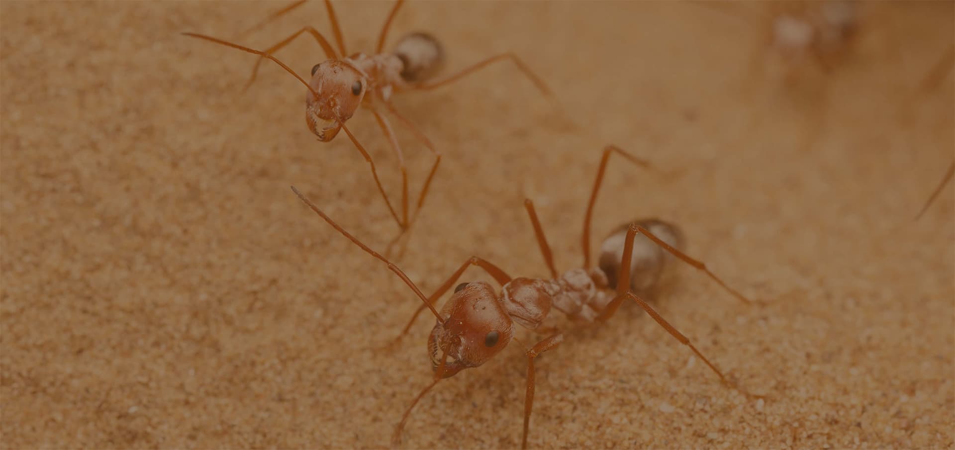 Are you sharing your house with ants?